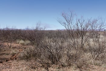 .22 Acre Mesa Ct #1070, Douglas, AZ 85607