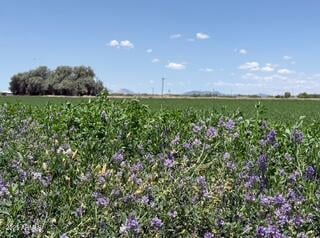 0 Desert Rose Rd #-, Arlington, AZ 85322