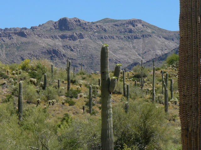 0 E Lazy K Rd #020, Gold Canyon, AZ 85118
