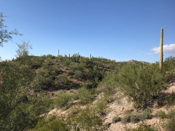 Mockingbird Rd, Wickenburg, AZ 85390