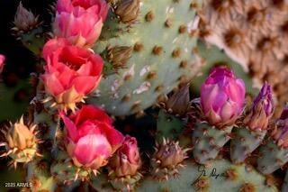 Iver Rd #43 & 35, Aguila, AZ 85320