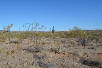 0 W Rolling Rock Dr #-, Morristown, AZ 85342