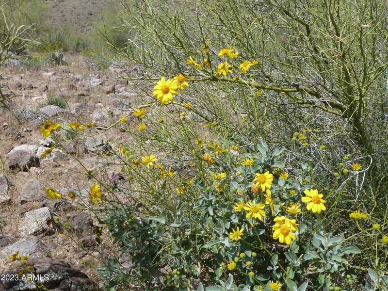 0XXXX Columbia Mine Trl Lots A & B, Morristown, AZ 85342