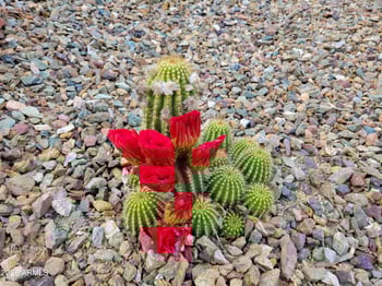 100 Rain Trail Rd, Sedona, AZ 86351