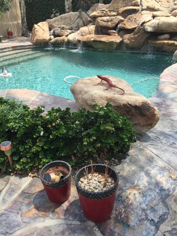 10100 78th Pl, Scottsdale, AZ 85258