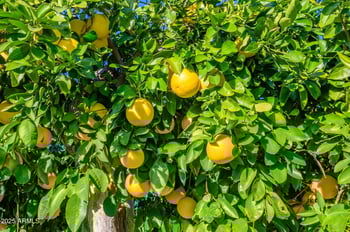 10412 Roundelay Cir, Sun City, AZ 85351