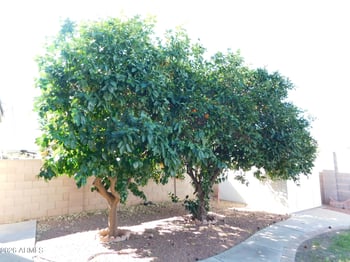 10458 El Moro Ave, Mesa, AZ 85208