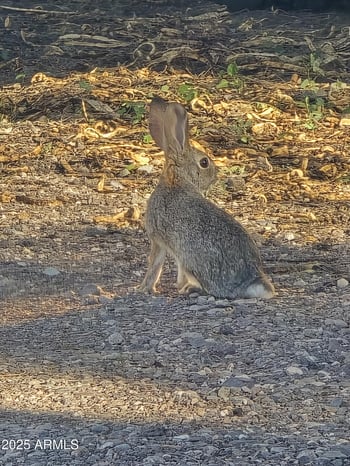 10558 Boise St, Apache Junction, AZ 85120