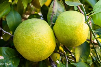 1059 Leisure World --, Mesa, AZ 85206