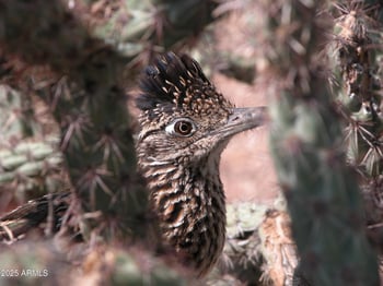 10651 Fernwood Ln, Scottsdale, AZ 85262