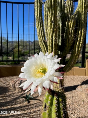 10876 Celestial Dr, Scottsdale, AZ 85262