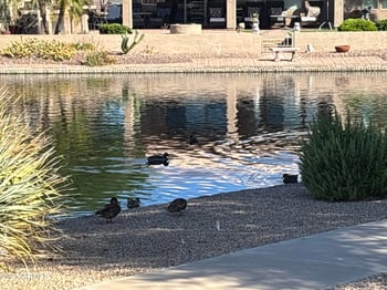 10956 Cimarron Dr, Sun City, AZ 85373