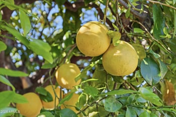 11069 Fargo Dr, Sun City, AZ 85351