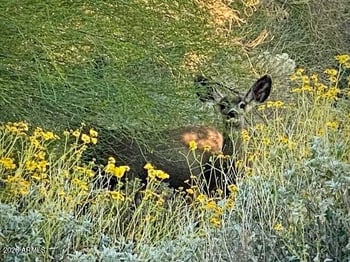 11245 Butherus Dr, Scottsdale, AZ 85255