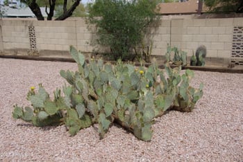 11643 Iroquois Dr, Phoenix, AZ 85044