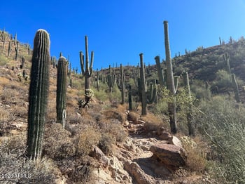 11994 125th St, Scottsdale, AZ 85259