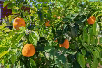 1245 Raven --, Mesa, AZ 85207