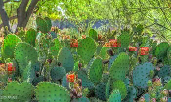 12646 80th Pl, Scottsdale, AZ 85260