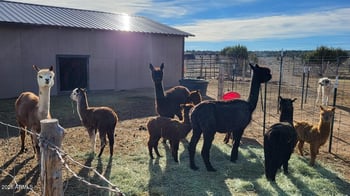 12700 Madman Mountain Rd, Williams, AZ 86046