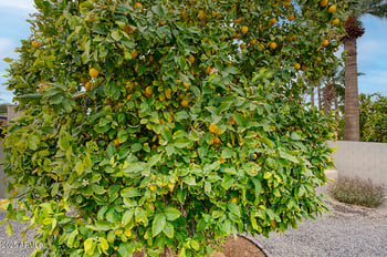 13422 52nd St, Scottsdale, AZ 85254