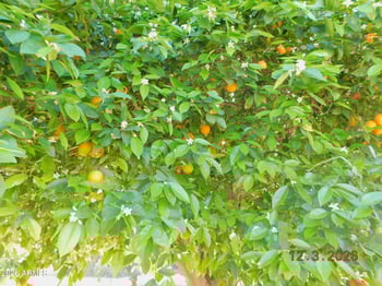 13606 Redwood Dr, Sun City, AZ 85351