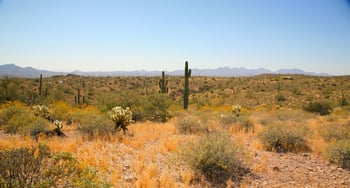 13xxx Ambush Ln #11, Fort Mcdowell, AZ 85264