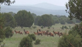 15115 Noseeum Rd #621, Williams, AZ 86046