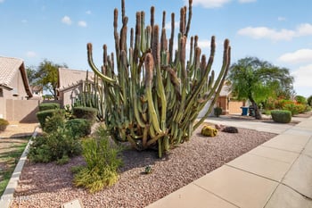 1590 E San Tan St, Chandler, AZ 85225