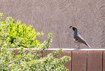 16824 Palisade Trail Ln, Surprise, AZ 85387