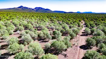 17375 Beale Wagon Rd #458 and 457, Williams, AZ 86046