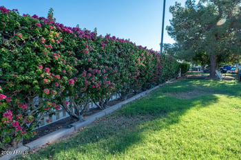 181 W Kesler Ln, Chandler, AZ 85225