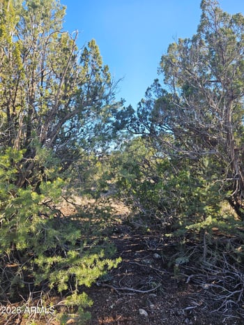 1856 Rainbow Cir #-, Show Low, AZ 85901