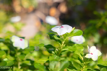 18635 Miami St, Goodyear, AZ 85338