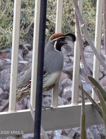 18821 Blue Sky Dr, Rio Verde, AZ 85263