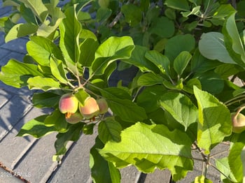 1905 Olive Ct, Gilbert, AZ 85234