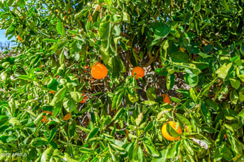 19426 Lakeforest Dr, Sun City, AZ 85373