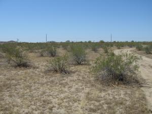 1975 W Virgil Dr #98, Queen Creek, AZ 85144