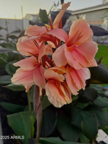 19756 Roma Ave, Litchfield Park, AZ 85340