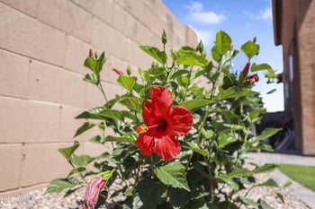 20217 Desert Bloom St, Buckeye, AZ 85326