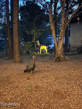 2175 Chevelon Rd, Overgaard, AZ 85933