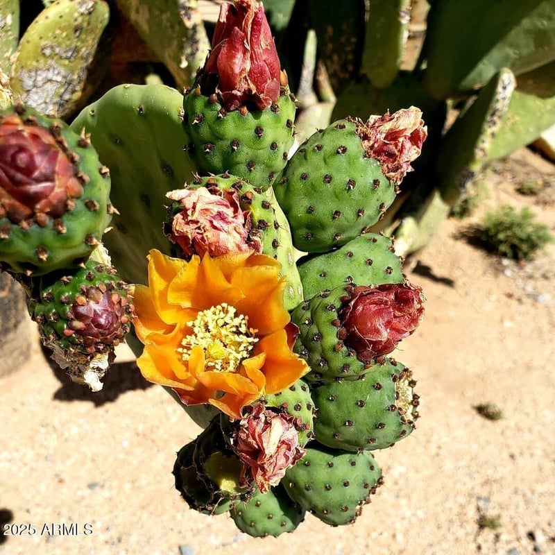 218XX Galvin St #4, Wittmann, AZ 85361