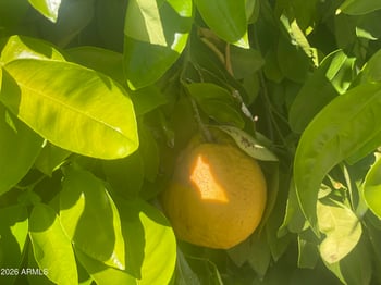 22603 Las Lomas Ln, Sun City West, AZ 85375