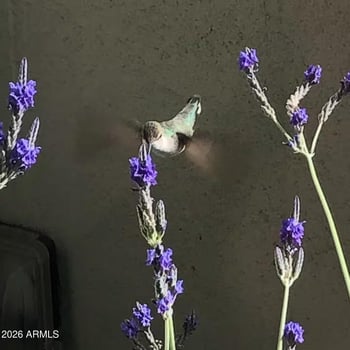 2300 Campbell Ave #405, Phoenix, AZ 85016