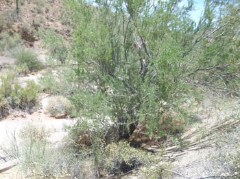 23437 Church Rd #10, Scottsdale, AZ 85255