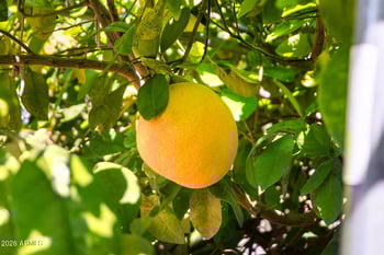 2482 Arroyo Way, San Tan Valley, AZ 85144