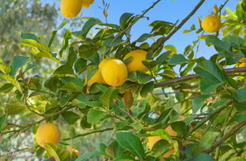 2497 Ivanhoe Ct, Gilbert, AZ 85295