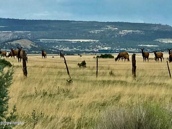 26 Cr 2009 -- #004D, Nutrioso, AZ 85932