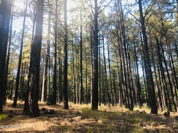 292 Squirrels Nest Ln #11, Payson, AZ 85541