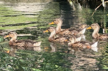 2989 44th St #2039, Phoenix, AZ 85018