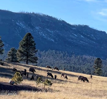 3 County Road N2261 --, Alpine, AZ 85920